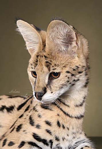 Savannah Cats - Exotic Kittens for Sale - Cat Breeder