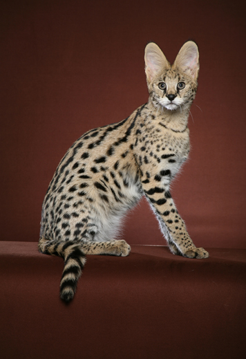 Bengal Savannah Cats and Kittens Welcome to the Urban Safari Cattery