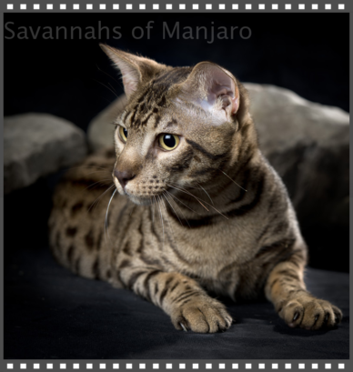 urban safari savannah and bengal cats marshall tx