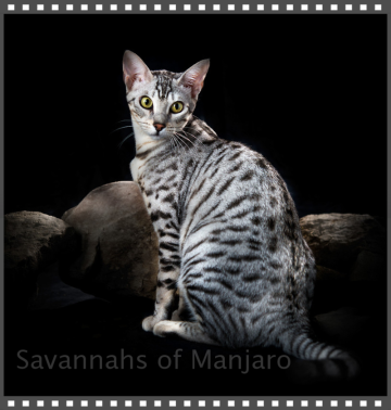 urban safari savannah and bengal cats marshall tx